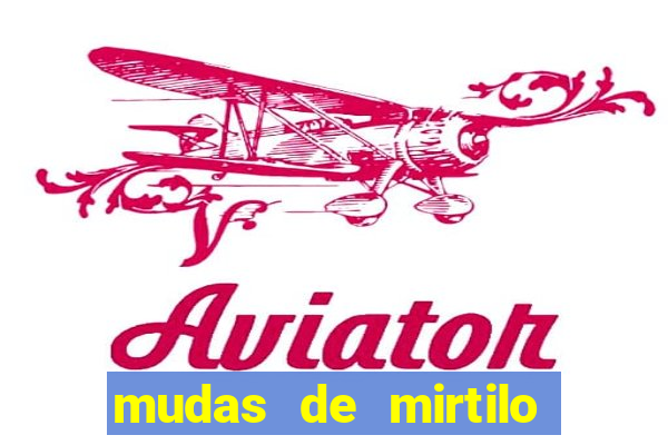 mudas de mirtilo em porto alegre